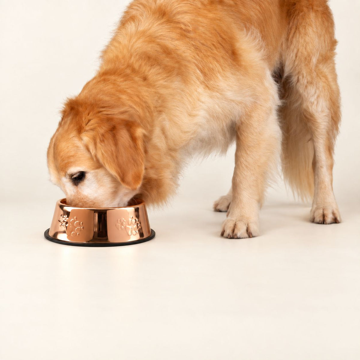 PAW Food Bowls - Single Copper Style - 22cm - Stainless Steel (304)